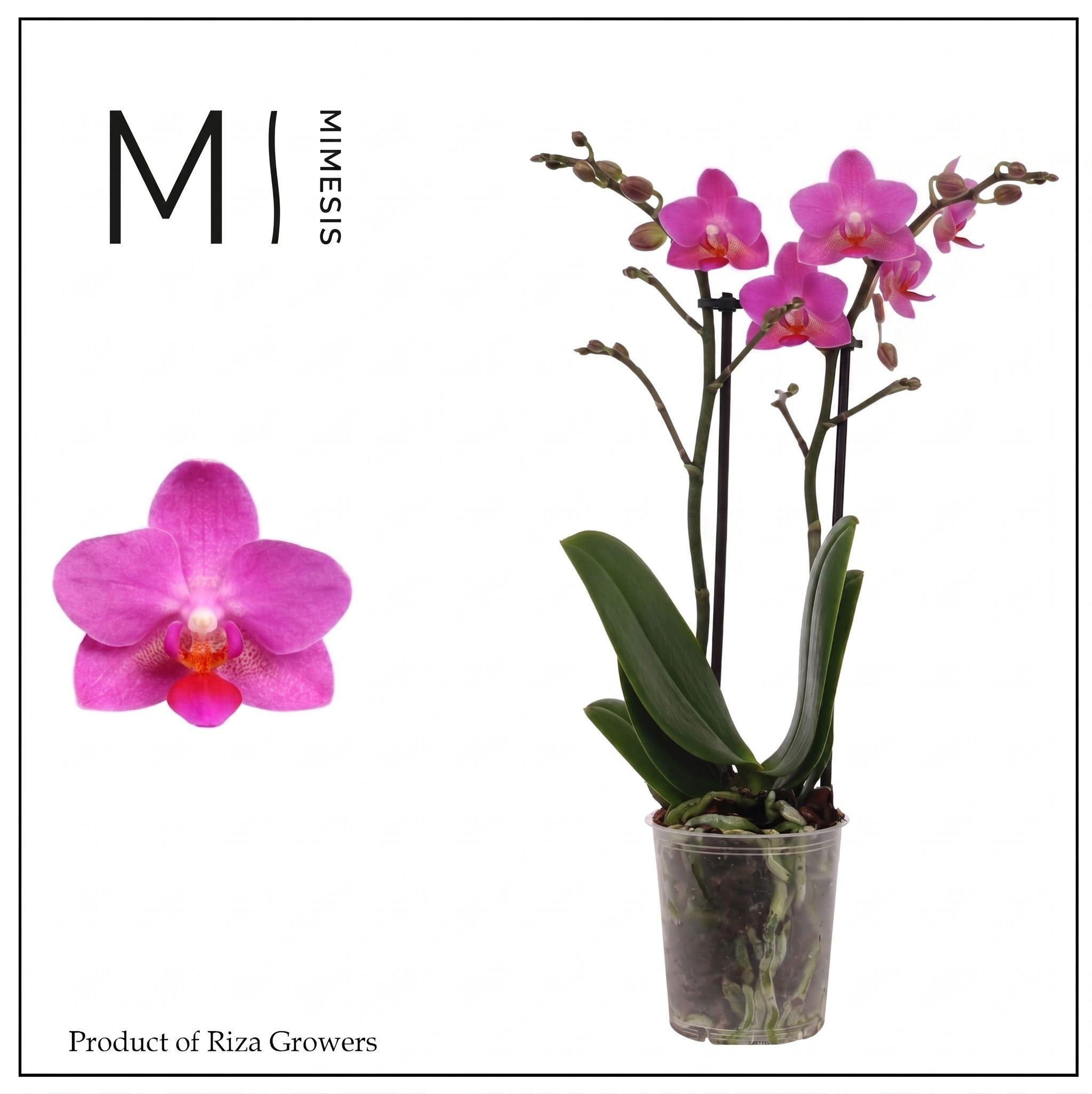 Горшечные цветы и растения оптом Phal 2st Pink Flamingo 16+ (orchid Growers) от 12шт (для телеги) из Голландии с доставкой по России