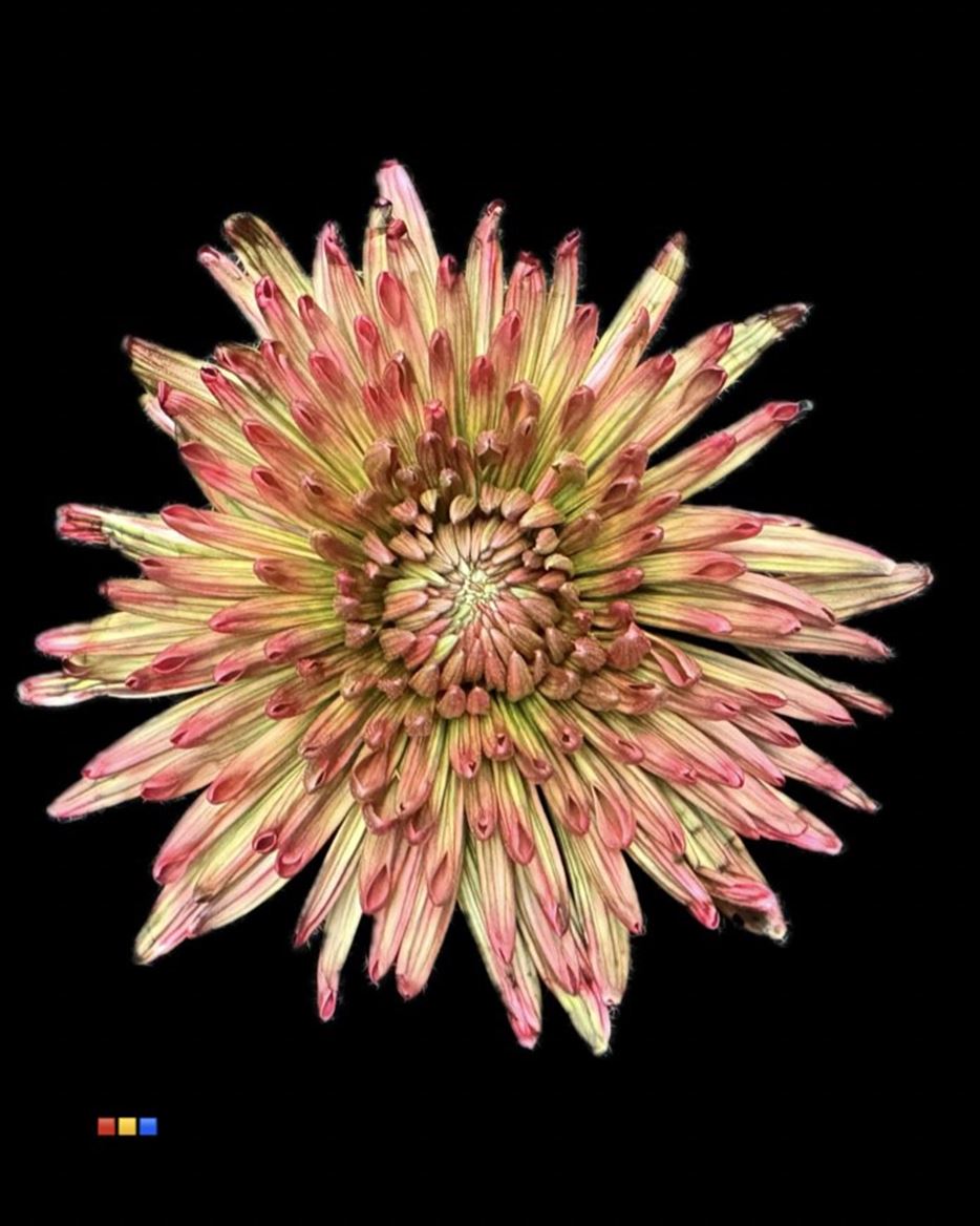 Срезанные цветы оптом Chrys bl paint topspin hortensia от 60шт из Голландии с доставкой по России