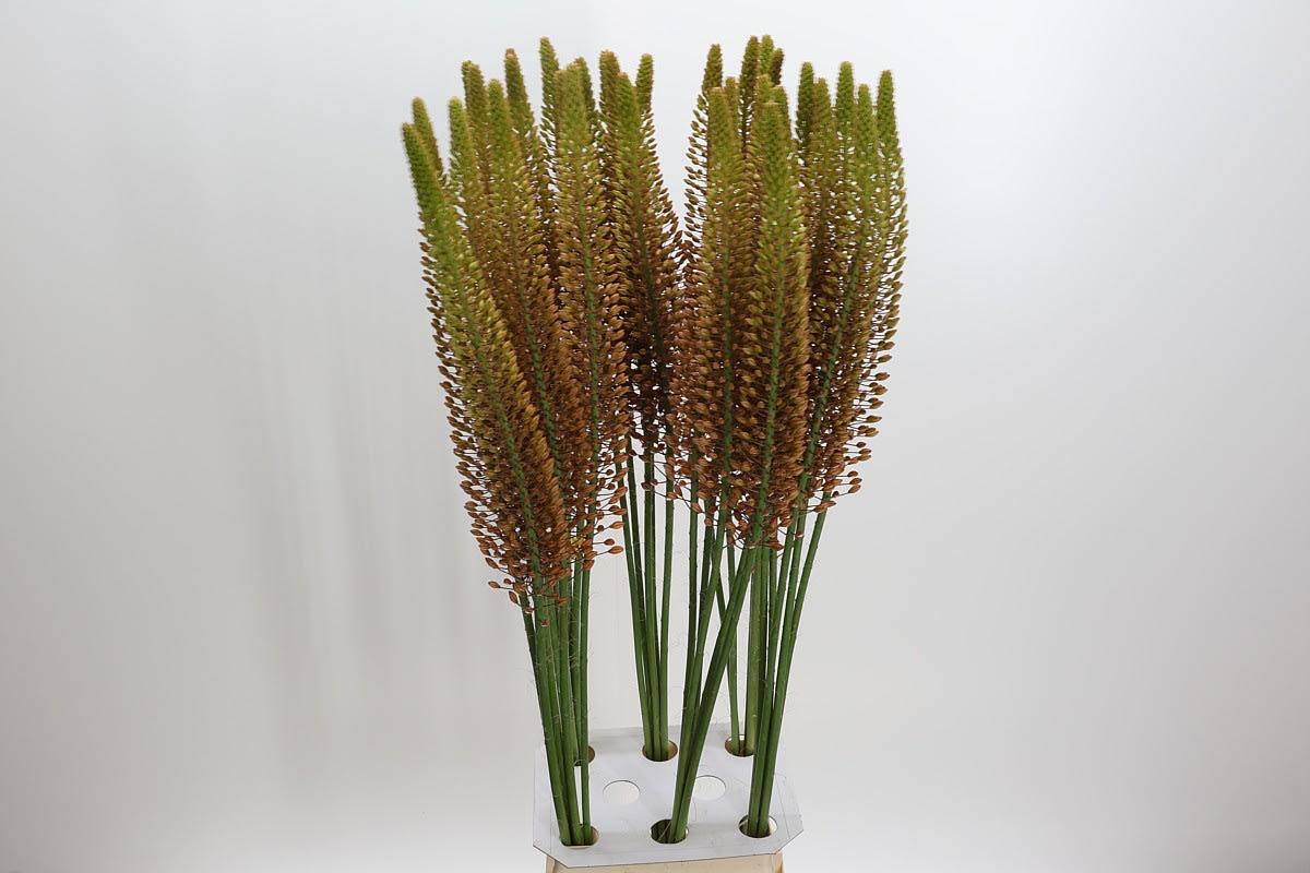 Срезанные цветы оптом Eremurus golden cleopatra от 30шт из Голландии с доставкой по России