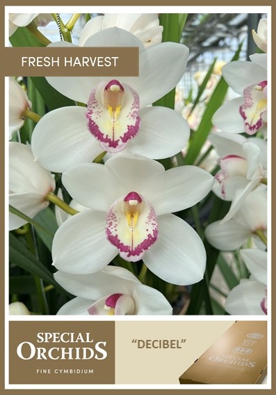 Срезанные цветы оптом Cymbidium decibel от 9шт из Голландии с доставкой по России