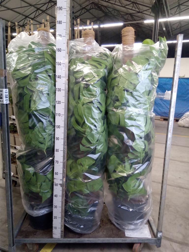 Горшечные цветы и растения оптом Monstera Pertusum от 1шт из Голландии с доставкой по России