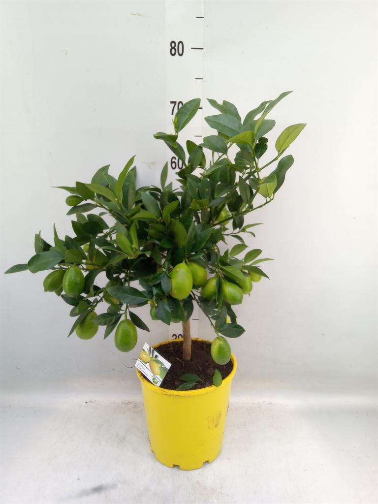 Горшечные цветы и растения оптом Citrus   ... от 3шт (для телеги) из Голландии с доставкой по России