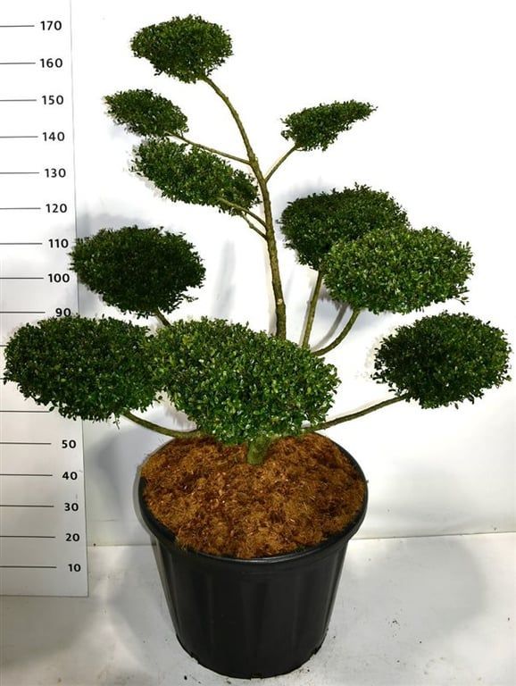 Горшечные цветы и растения оптом Ilex Crenata Glory Gem от 1шт из Голландии с доставкой по России