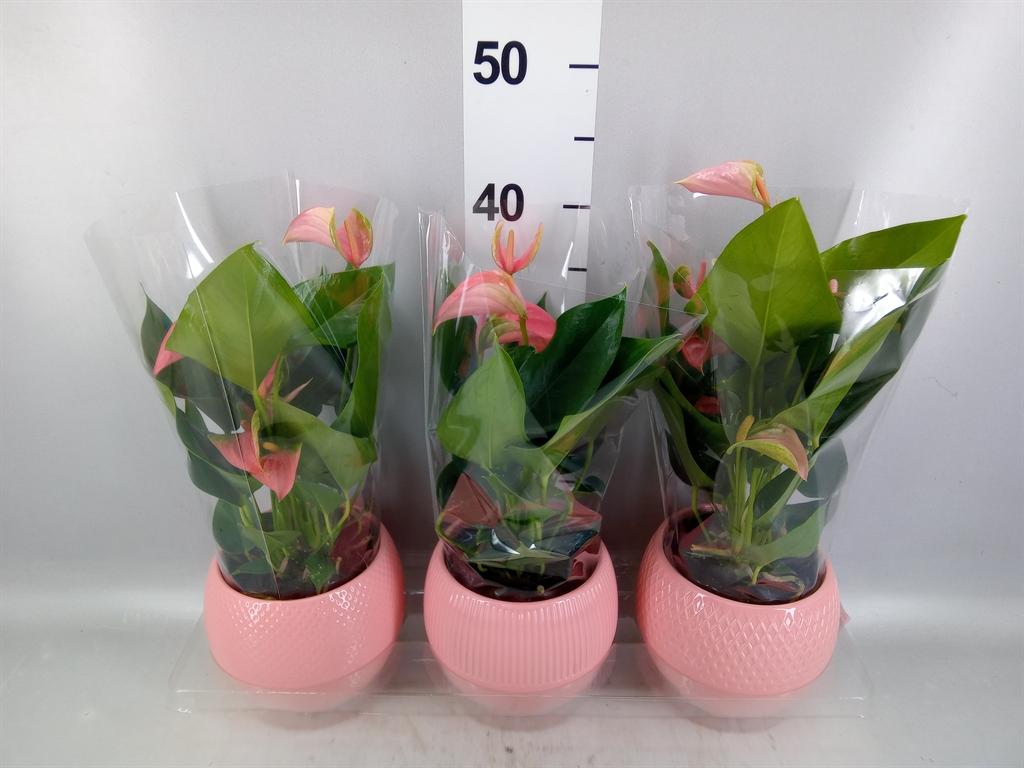 Горшечные цветы и растения оптом Anthurium Andr. joli от 3шт из Голландии с доставкой по России