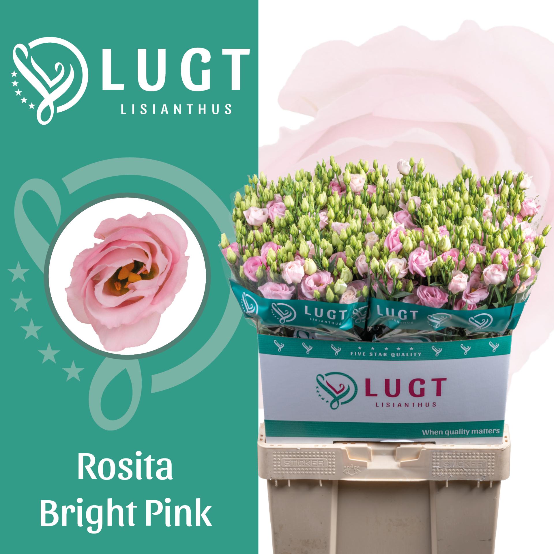 Срезанные цветы оптом Lisianthus do rosita bright pink от 60шт из Голландии с доставкой по России