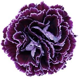 Срезанные цветы оптом Dianthus st minerva от 80шт. из Голландии с доставкой по России