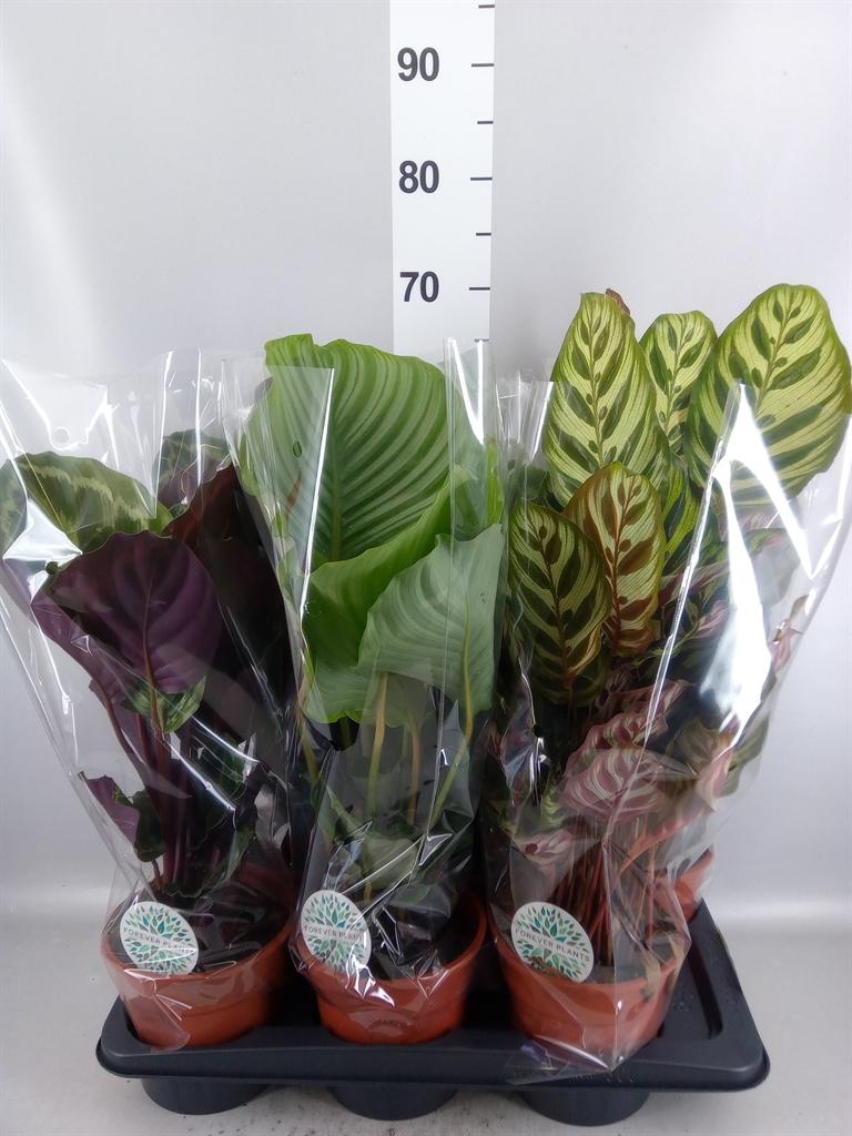 Горшечные цветы и растения оптом Calathea ...mix от 6шт из Голландии с доставкой по России