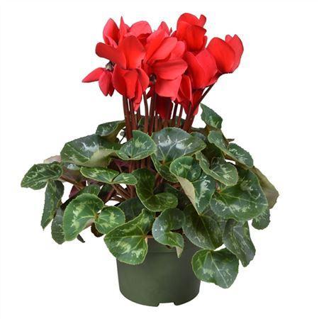 Горшечные цветы и растения оптом Cyclamen Gr Rood от 6шт (для телеги) из Голландии с доставкой по России
