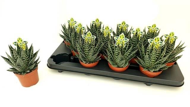 Горшечные цветы и растения оптом Aloe Tiki Tahi A от 12шт (для телеги) из Голландии с доставкой по России