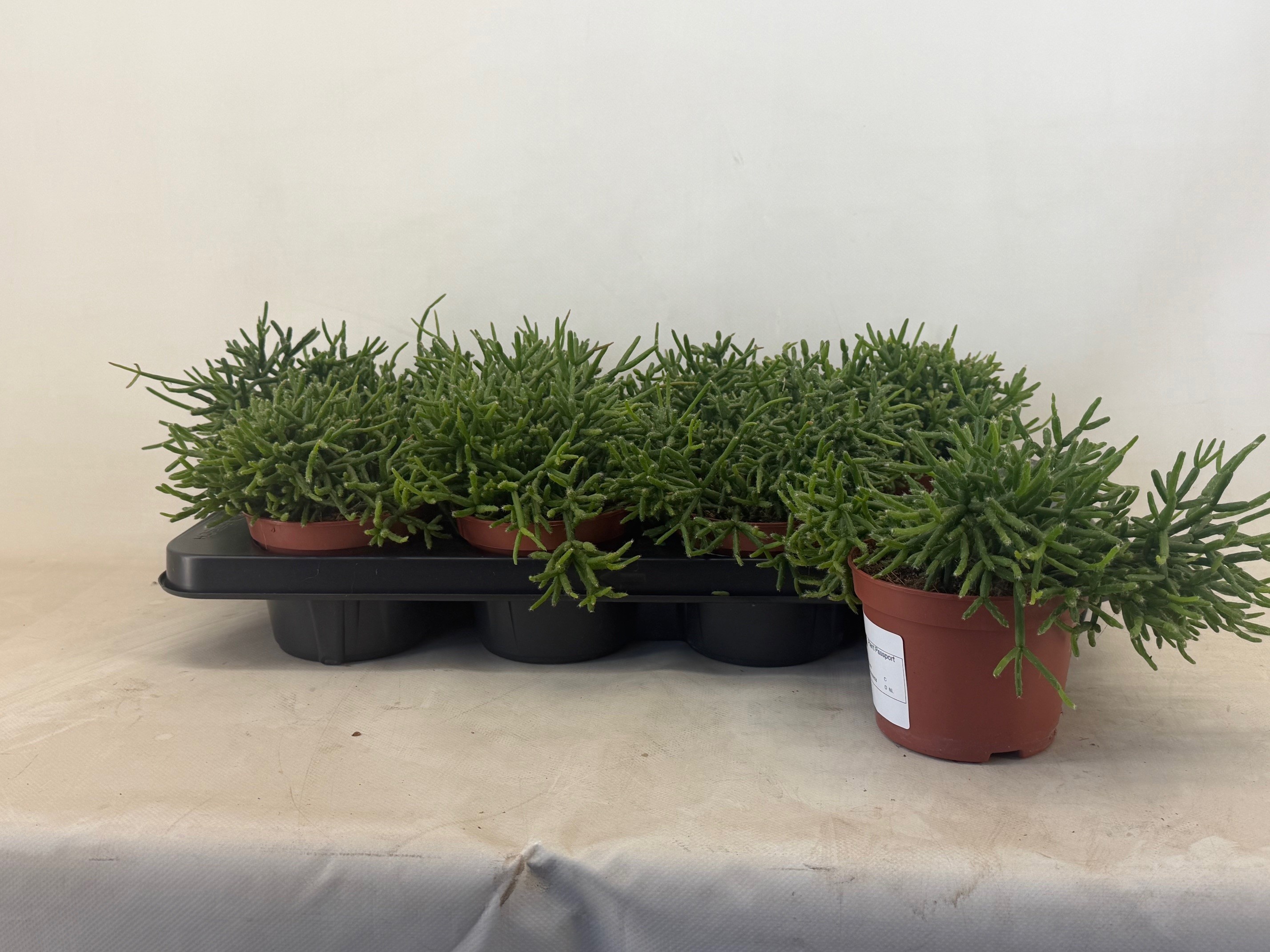 Горшечные цветы и растения оптом Rhipsalis Burchellii от 8шт из Голландии с доставкой по России