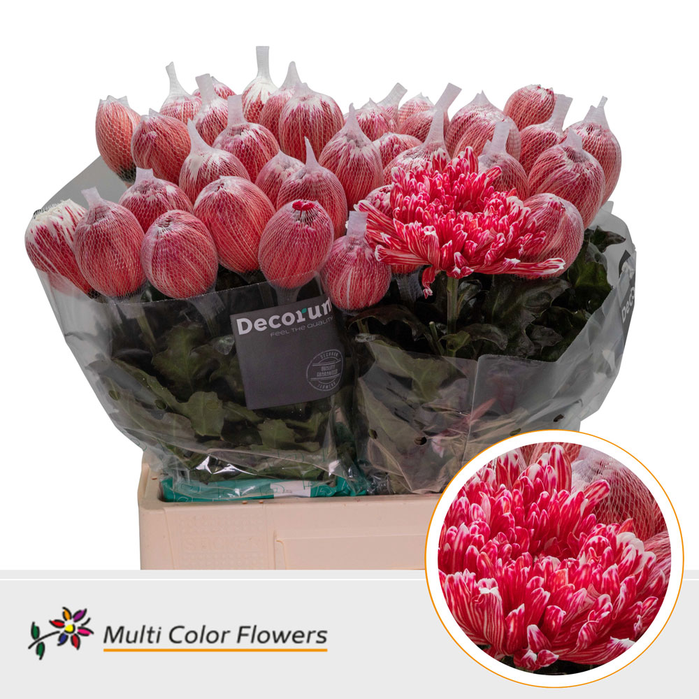 Срезанные цветы оптом Chrys bl paint antonov red от 40шт из Голландии с доставкой по России