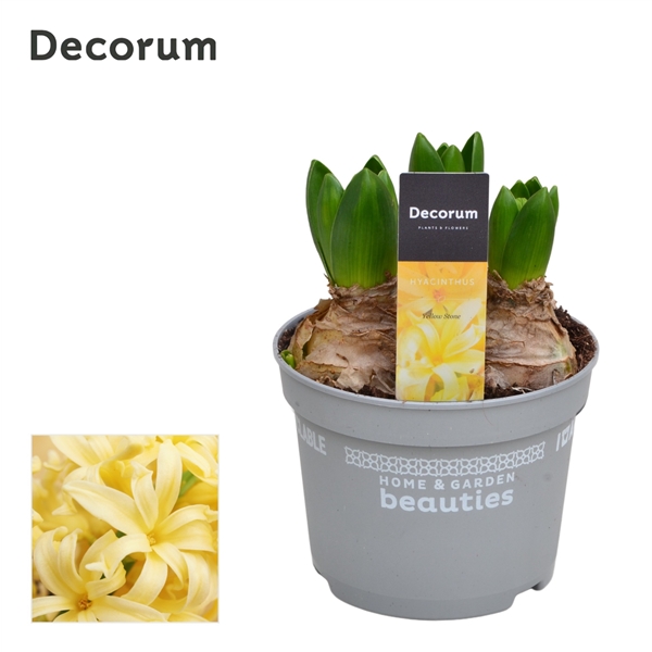 Горшечные цветы и растения оптом Hyacinthus Yellowstone 3pp (decorum) от 10шт из Голландии с доставкой по России