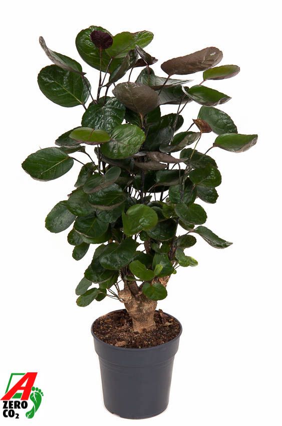 Горшечные цветы и растения оптом Polyscias Fabian Branched от 1шт из Голландии с доставкой по России