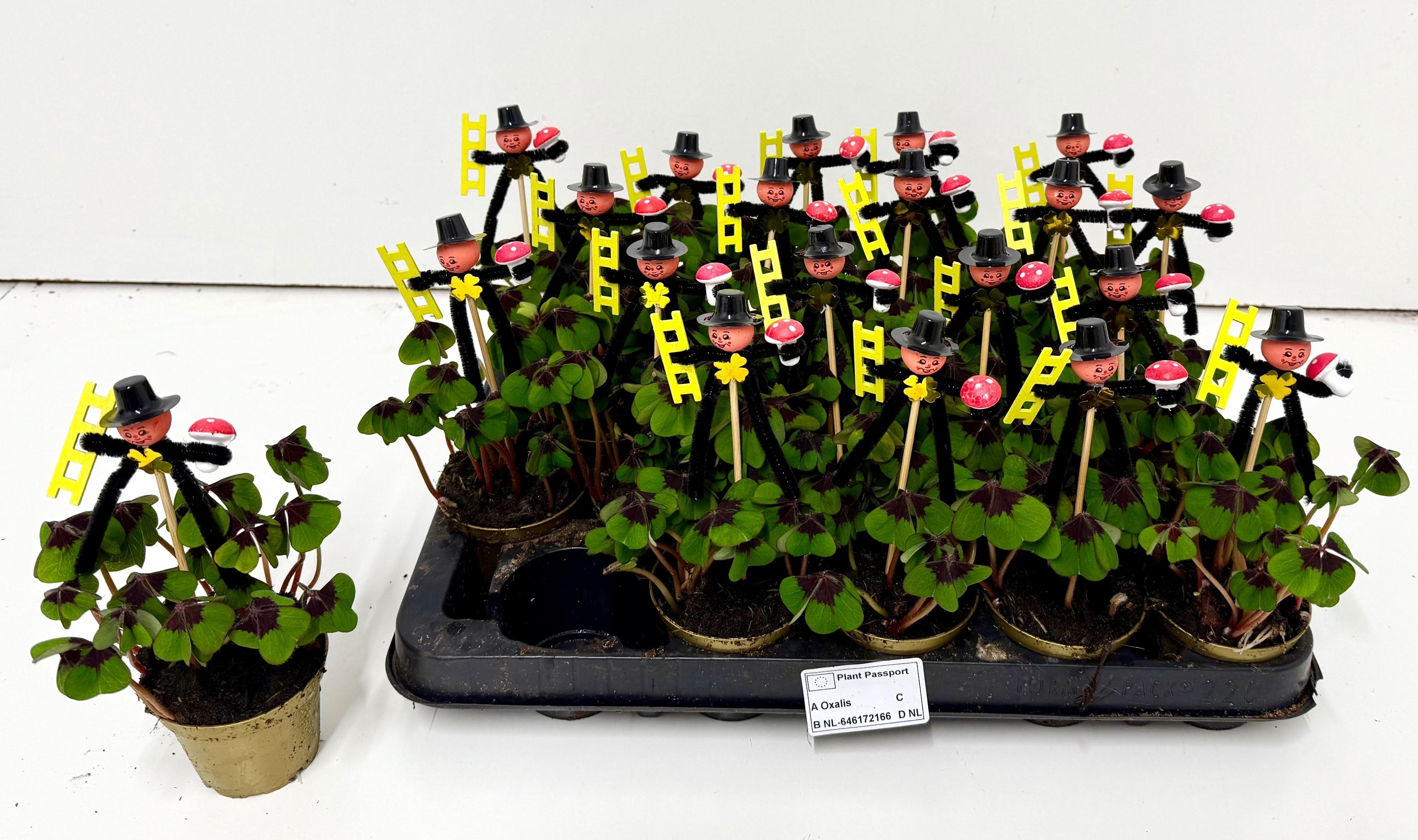 Горшечные цветы и растения оптом Oxalis Deppei от 20шт (для телеги) из Голландии с доставкой по России