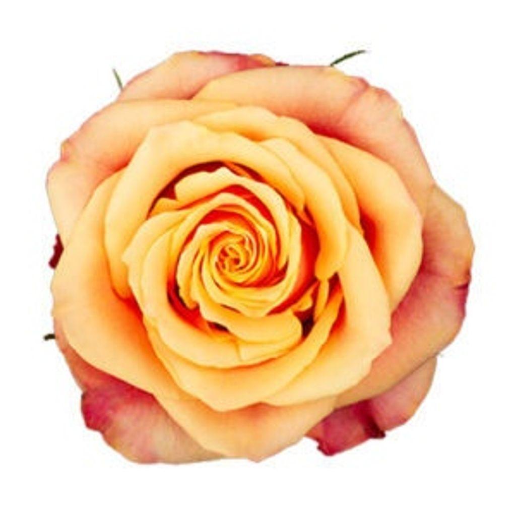 Срезанные цветы оптом Rosa ec cherry brandy от 25шт из Голландии с доставкой по России