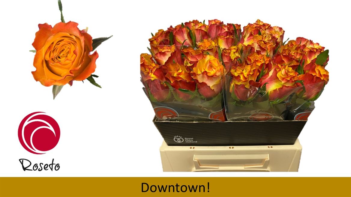 Срезанные цветы оптом Rosa large downtown от 40шт. из Голландии с доставкой по России