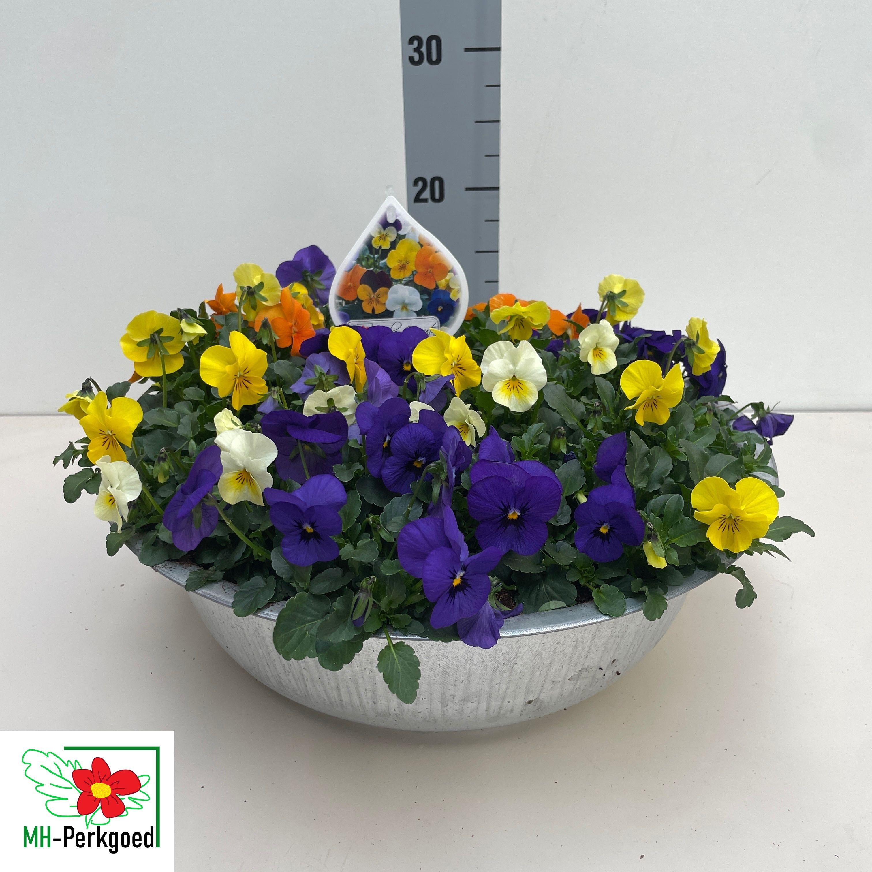 Горшечные цветы и растения оптом Vio Co Sorbet Gem от 1шт из Голландии с доставкой по России