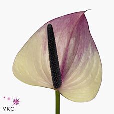 Срезанные цветы оптом Anthurium maxima violeta от 24шт. из Голландии с доставкой по России