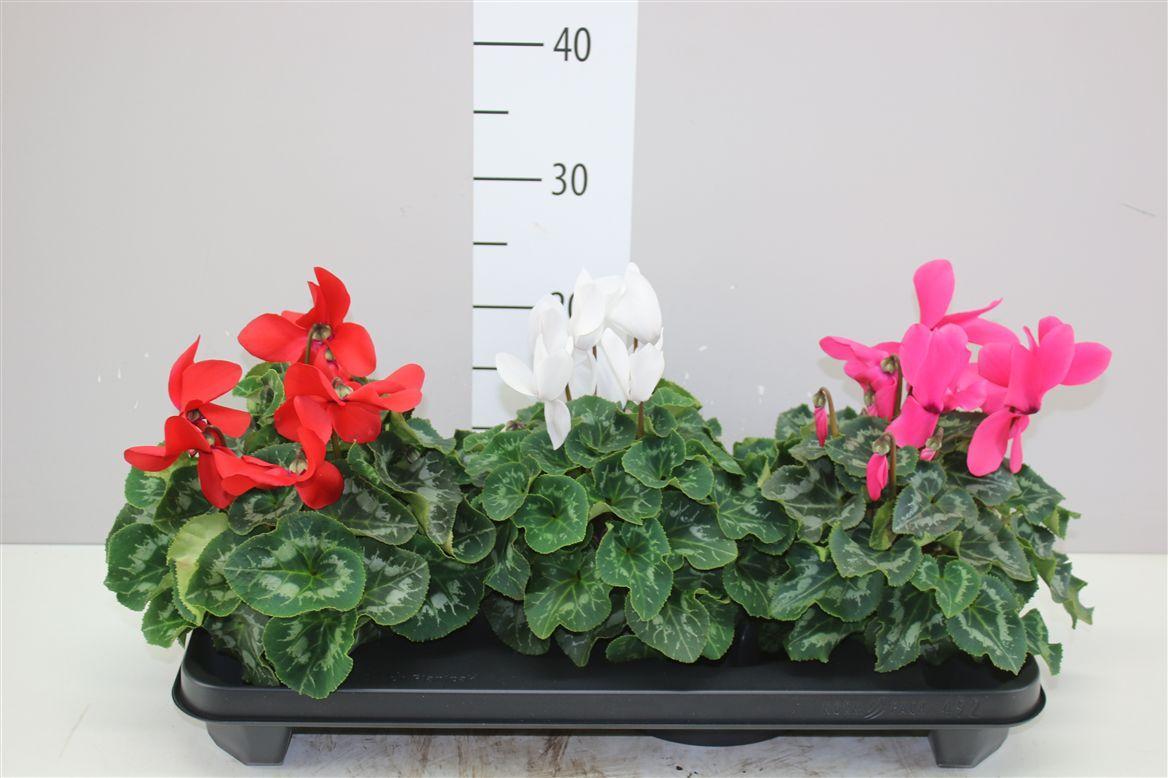 Горшечные цветы и растения оптом Cyclamen Gr S S Xl Gemengd от 3шт (для телеги) из Голландии с доставкой по России
