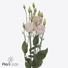 Срезанные цветы оптом Lisianthus do chaconne wedding pink от 20шт из Голландии с доставкой по России