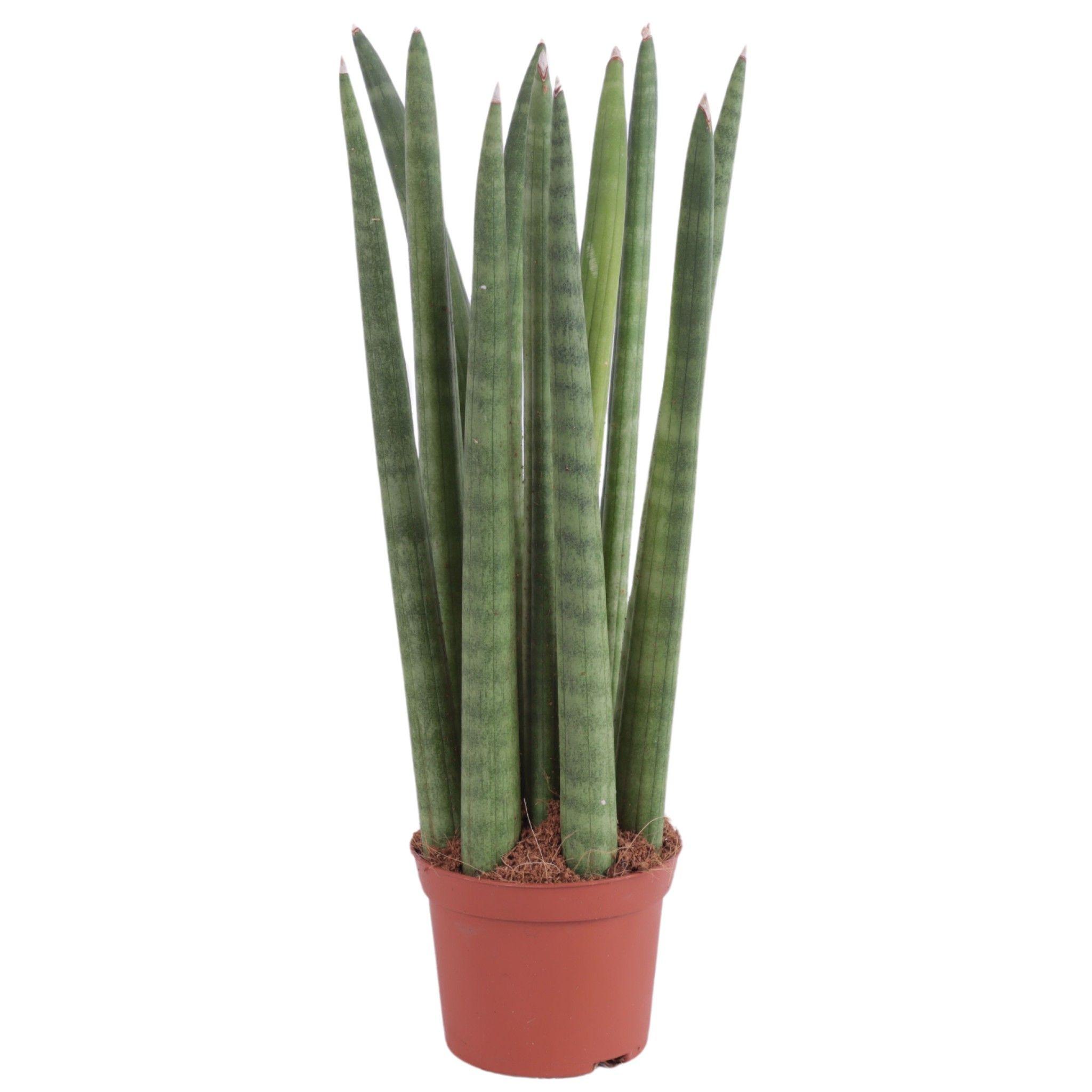 Горшечные цветы и растения оптом Sansevieria Cylindrica Straight от 20шт (для телеги) из Голландии с доставкой по России