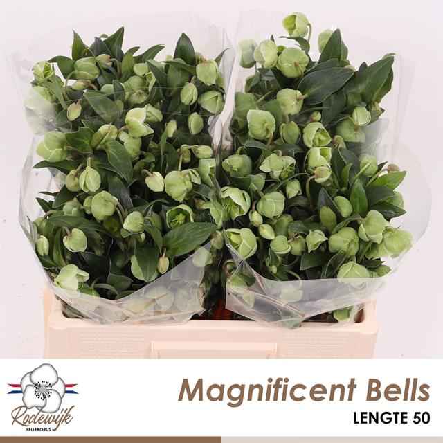 Срезанные цветы оптом Helleborus magnificent bells от 20шт из Голландии с доставкой по России