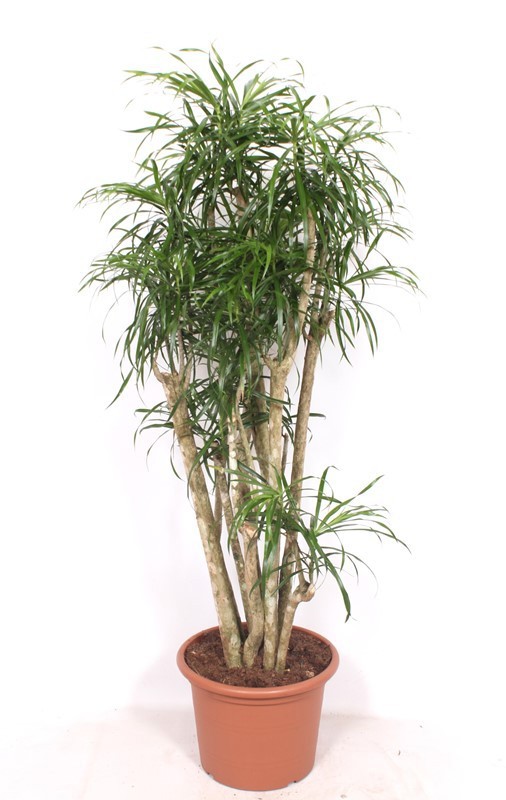 Горшечные цветы и растения оптом Dracaena Anita от 1шт из Голландии с доставкой по России