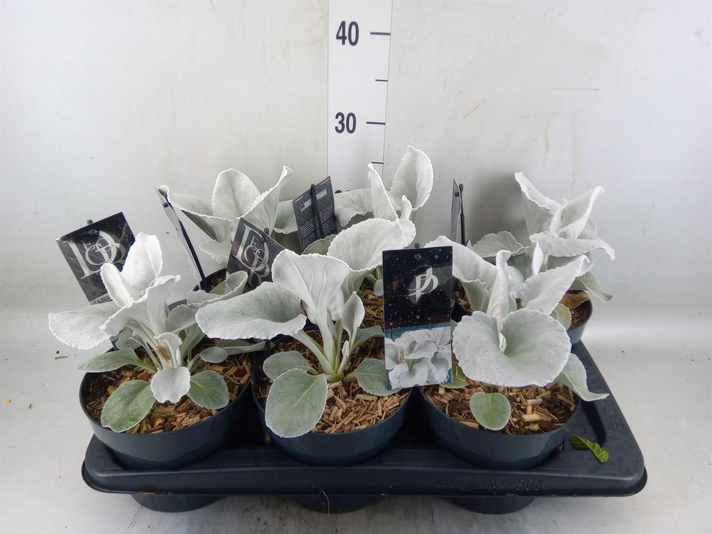 Горшечные цветы и растения оптом Senecio   ... от 6шт из Голландии с доставкой по России