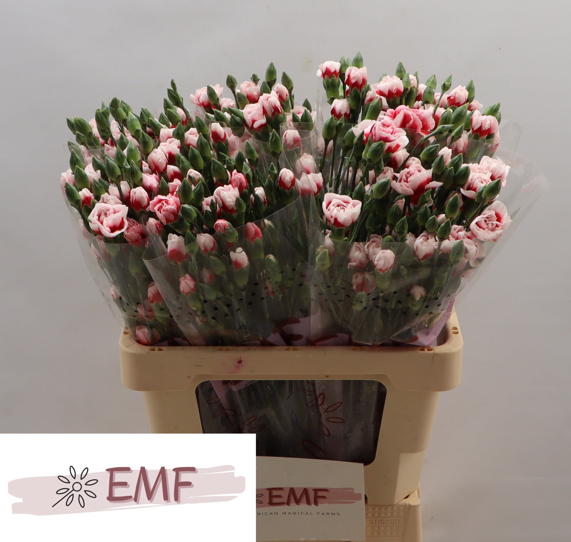 Срезанные цветы оптом Dianthus sp swing от 60шт из Голландии с доставкой по России