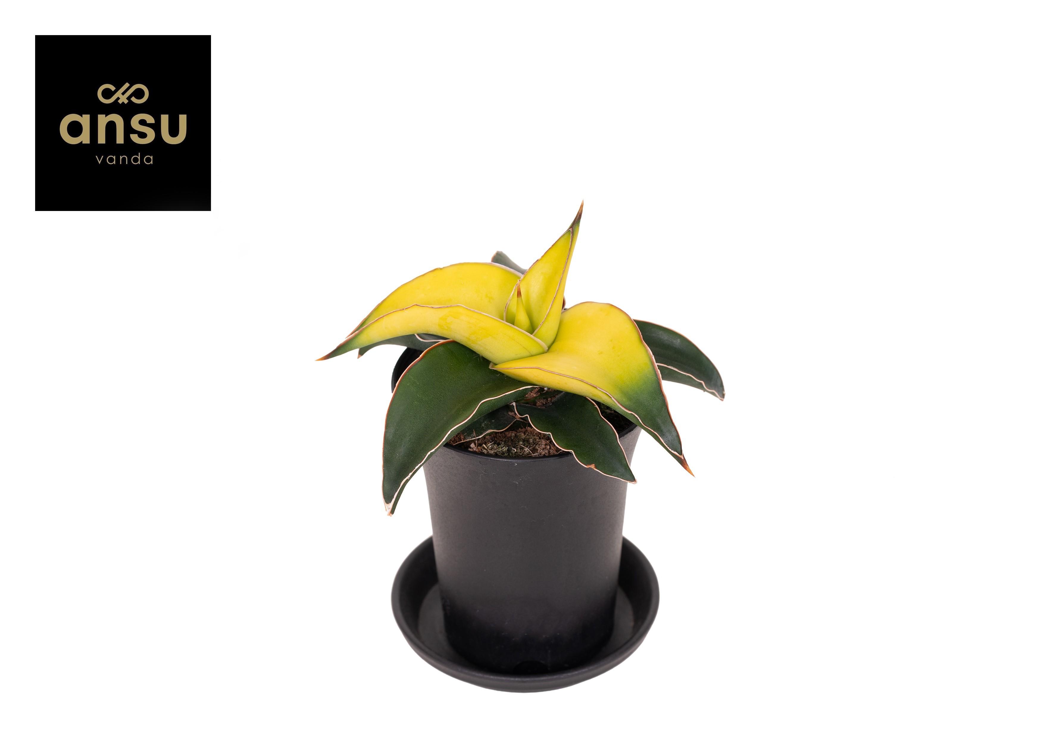 Горшечные цветы и растения оптом Sansevieria Star Canary In Sierpot от 9шт (для телеги) из Голландии с доставкой по России
