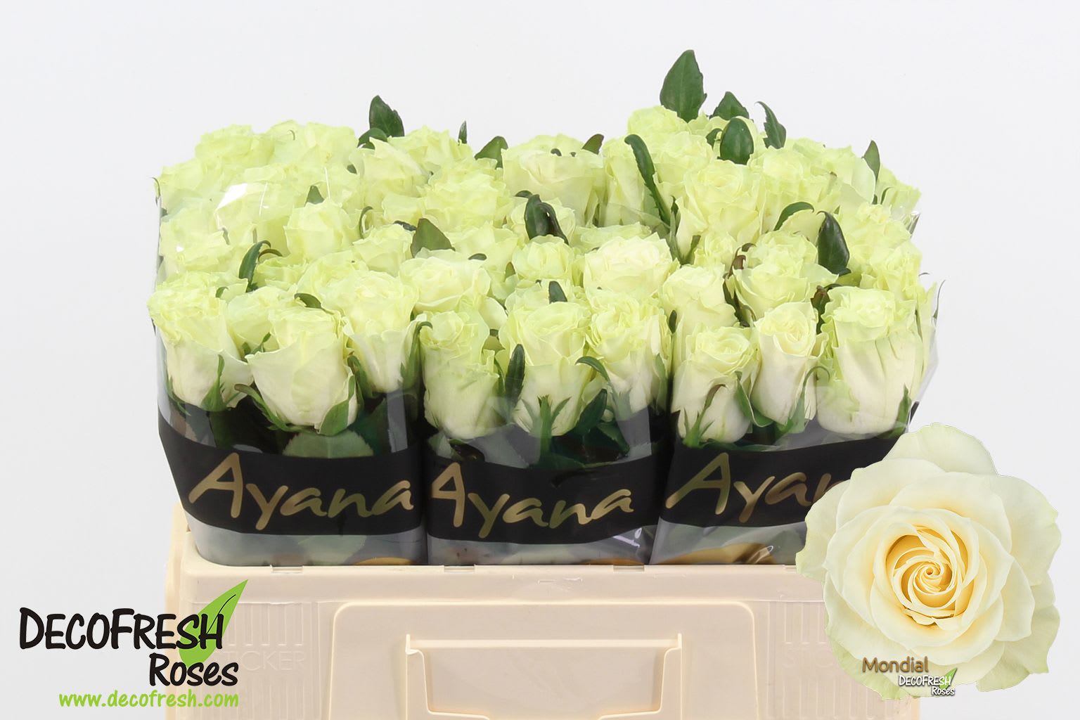 Срезанные цветы оптом Rosa large mondial от 60шт из Голландии с доставкой по России