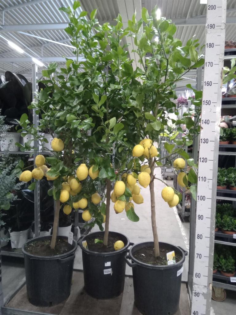 Горшечные цветы и растения оптом Citrus   ... от 1шт (для телеги) из Голландии с доставкой по России