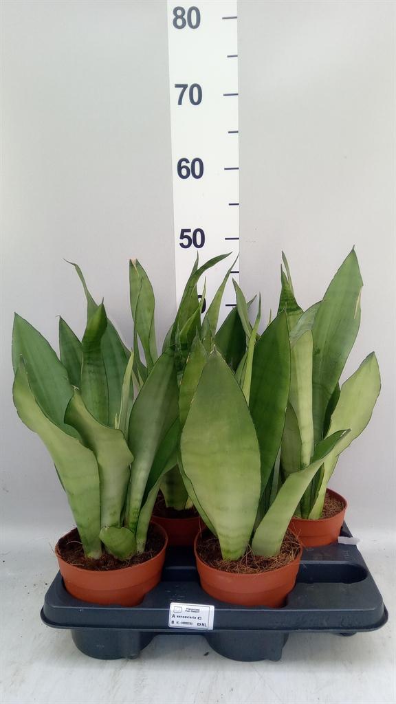 Горшечные цветы и растения оптом Sansevieria Trifa. moonshine от 4шт из Голландии с доставкой по России