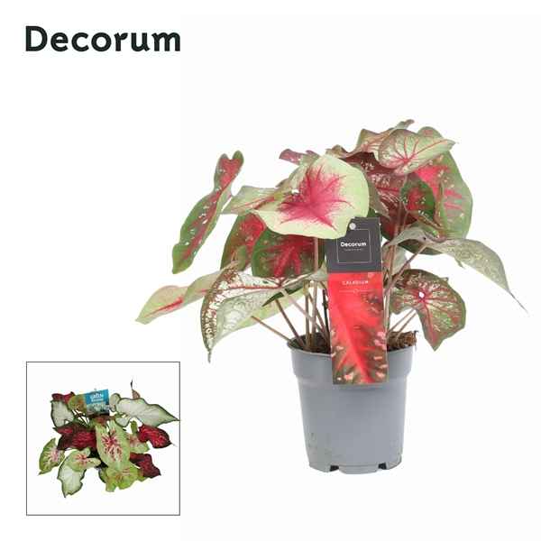 Горшечные цветы и растения оптом Caladium Confetti (decorum) от 6шт из Голландии с доставкой по России