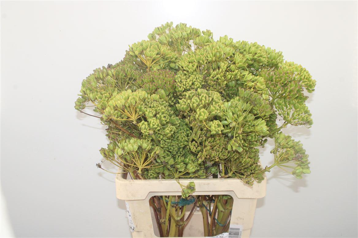 Срезанные цветы оптом Foeniculum vulgare от 5шт из Голландии с доставкой по России