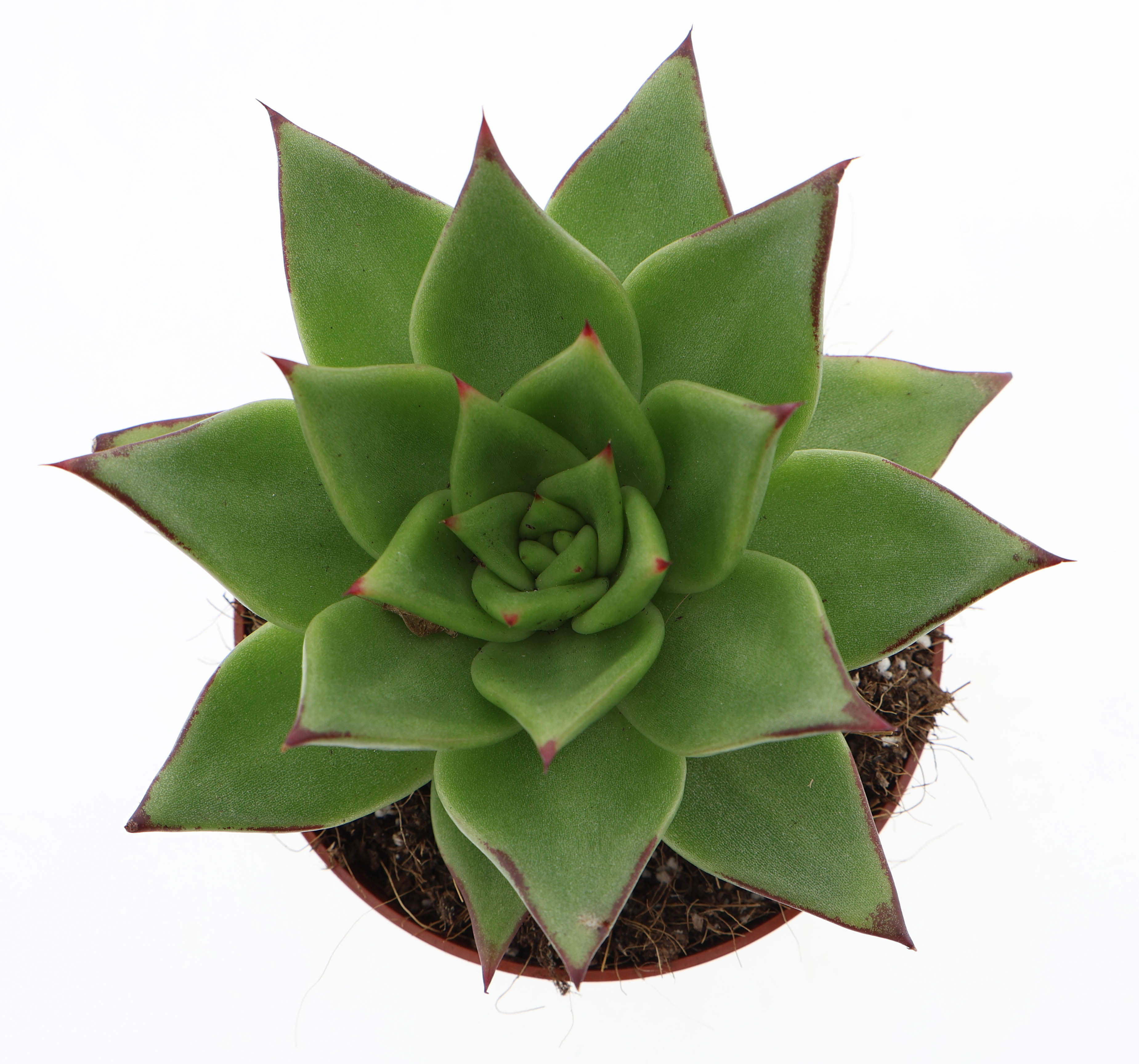 Горшечные цветы и растения оптом Echeveria Agavoides Ebony от 8шт из Голландии с доставкой по России