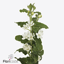 Срезанные цветы оптом Oxypetalum perfect white harmony от 50шт из Голландии с доставкой по России