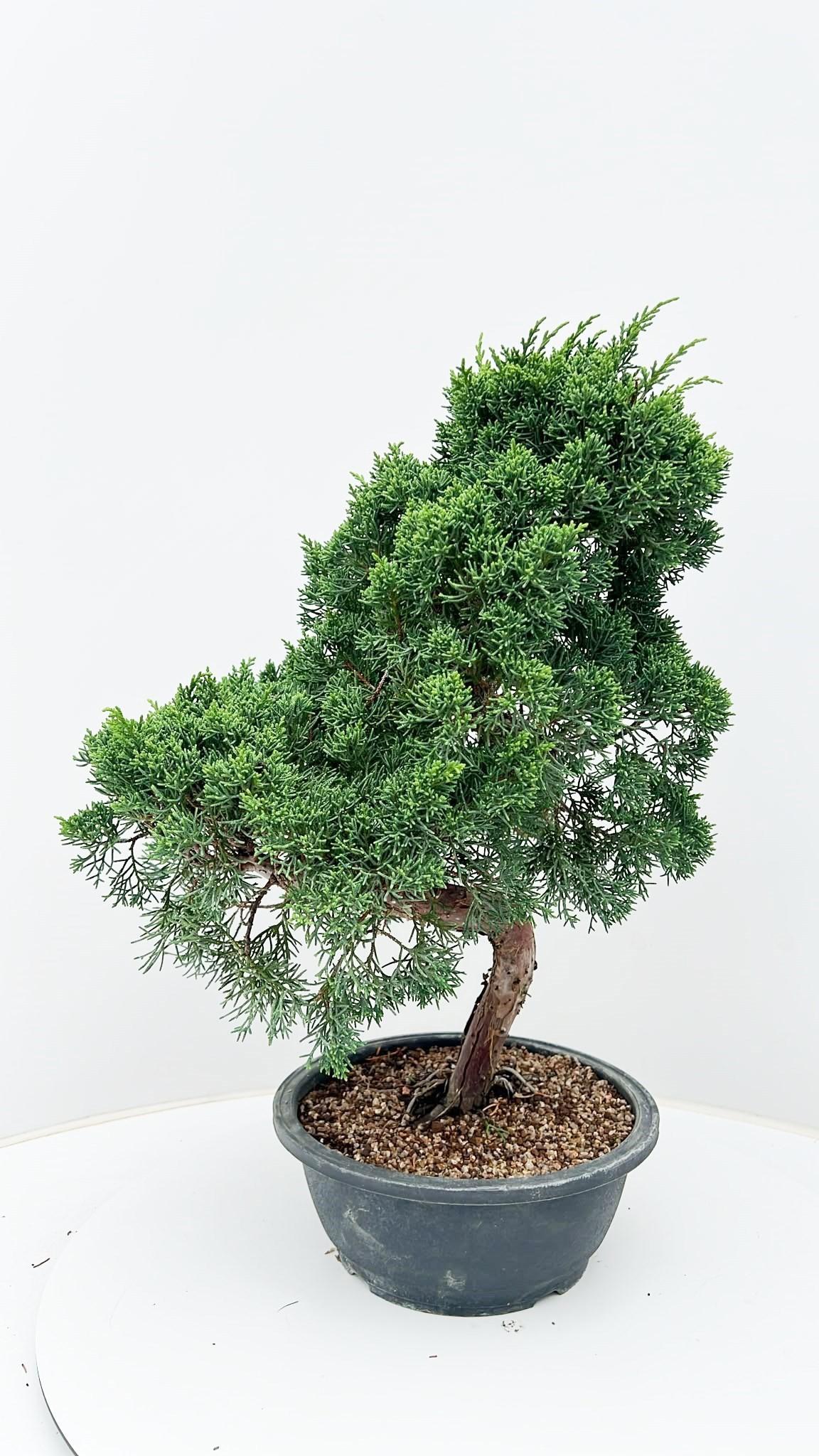 Горшечные цветы и растения оптом Juniperus Chinensis, Pot 23 Cm., Height 55 Cm. от 1шт из Голландии с доставкой по России