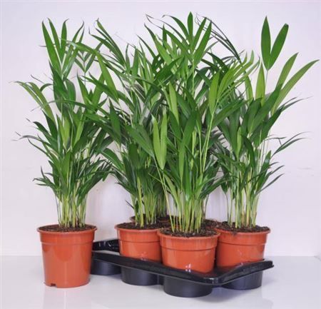 Горшечные цветы и растения оптом Dypsis Lutescens 15pp от 6шт из Голландии с доставкой по России