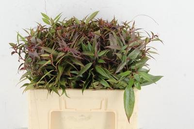 Срезанные цветы оптом Leucothoe mix rainbow от 100шт из Голландии с доставкой по России