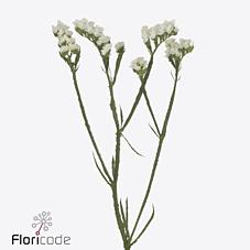 Срезанные цветы оптом Statice aspen wings от 25шт из Голландии с доставкой по России Срезанные цветы оптом Statice aspen wings от 25шт из Голландии с доставкой по России