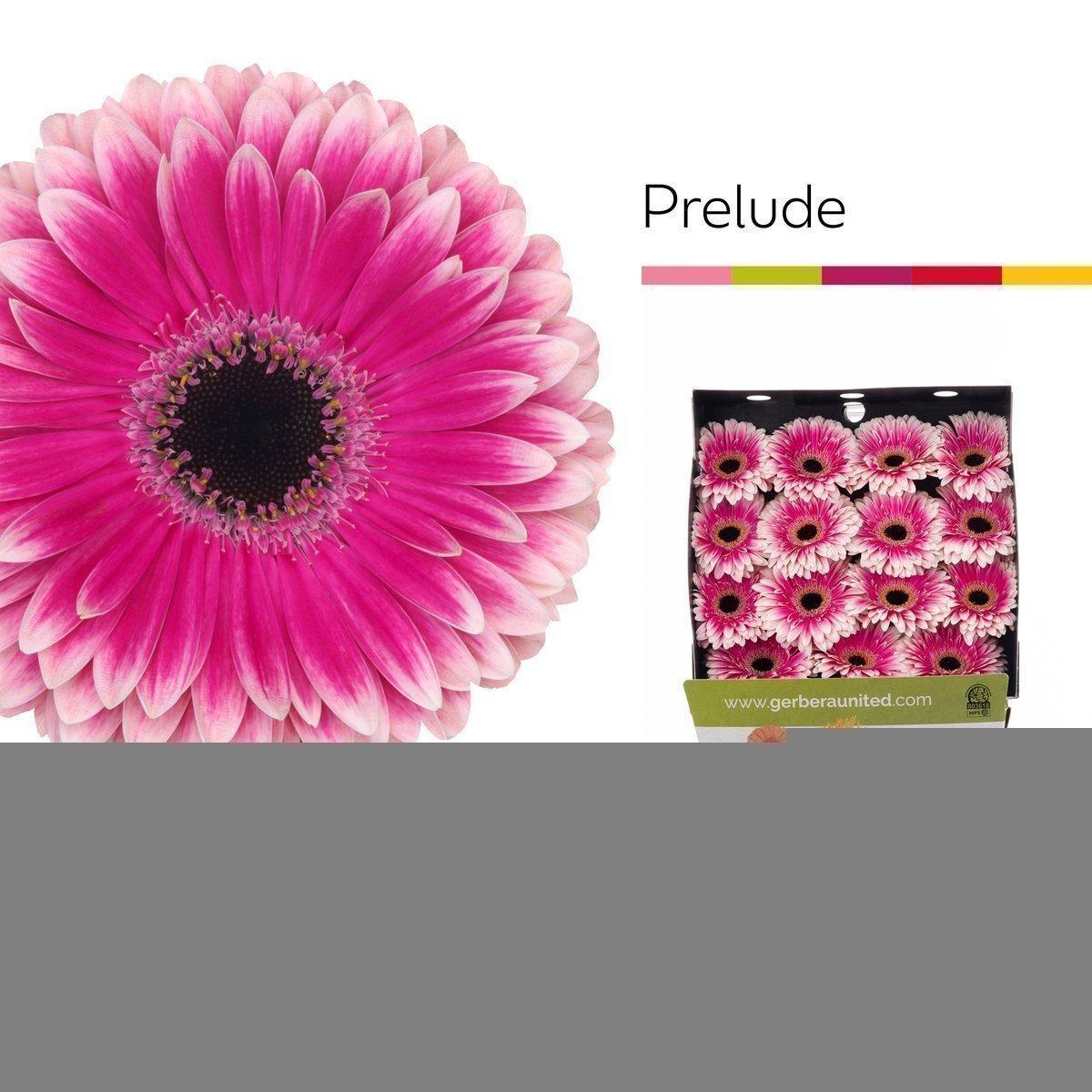 Срезанные цветы оптом Gerbera diamond prelude от 15шт из Голландии с доставкой по России