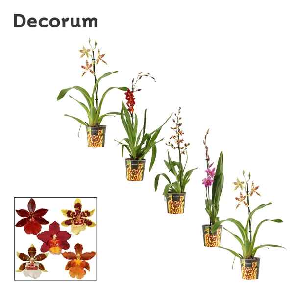 Горшечные цветы и растения оптом Cambria 1st Mix (decorum) от 6шт из Голландии с доставкой по России