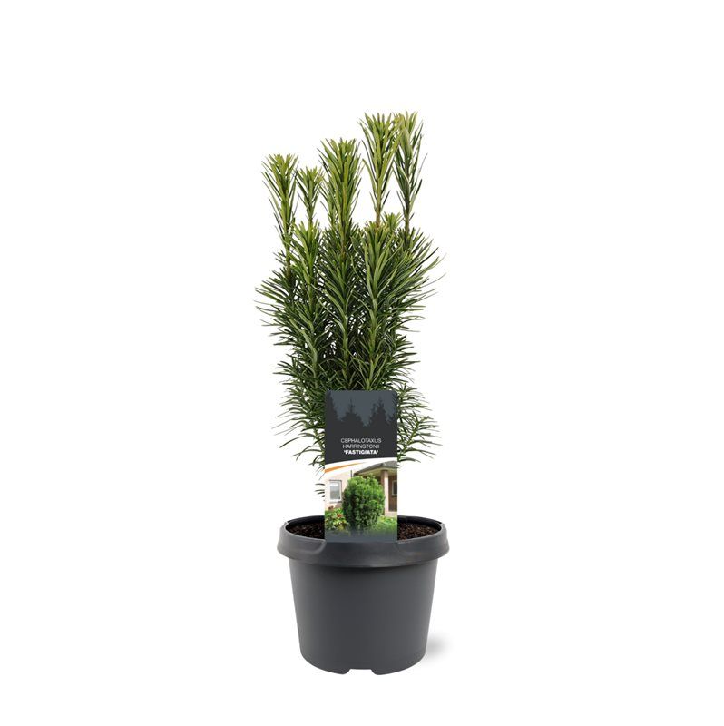 Горшечные цветы и растения оптом Cephalotaxus Harr Fastigiata от 1шт из Голландии с доставкой по России