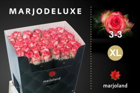 Срезанные цветы оптом Rosa large jumilia XL от 40шт из Голландии с доставкой по России