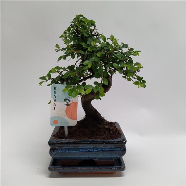 Горшечные цветы и растения оптом Bonsai Zelkova S-shape Traditional от 10шт из Голландии с доставкой по России