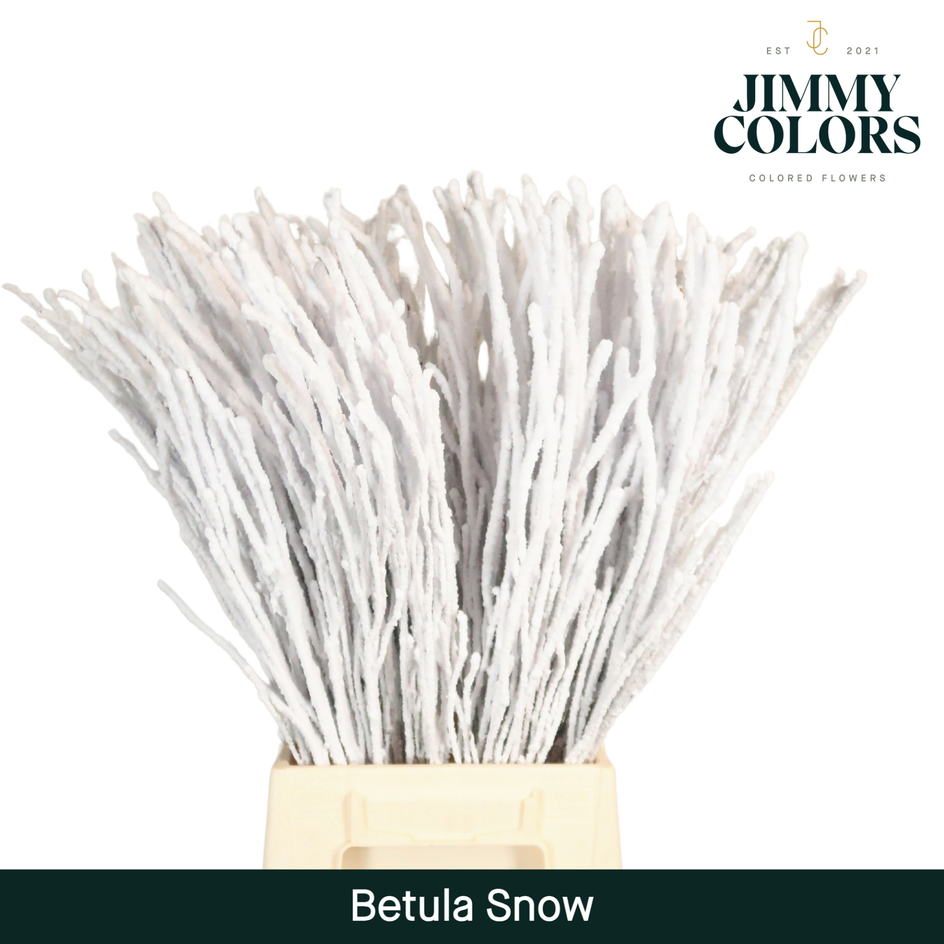 Срезанные цветы оптом Betula paint snowwhite on white от 10шт из Голландии с доставкой по России
