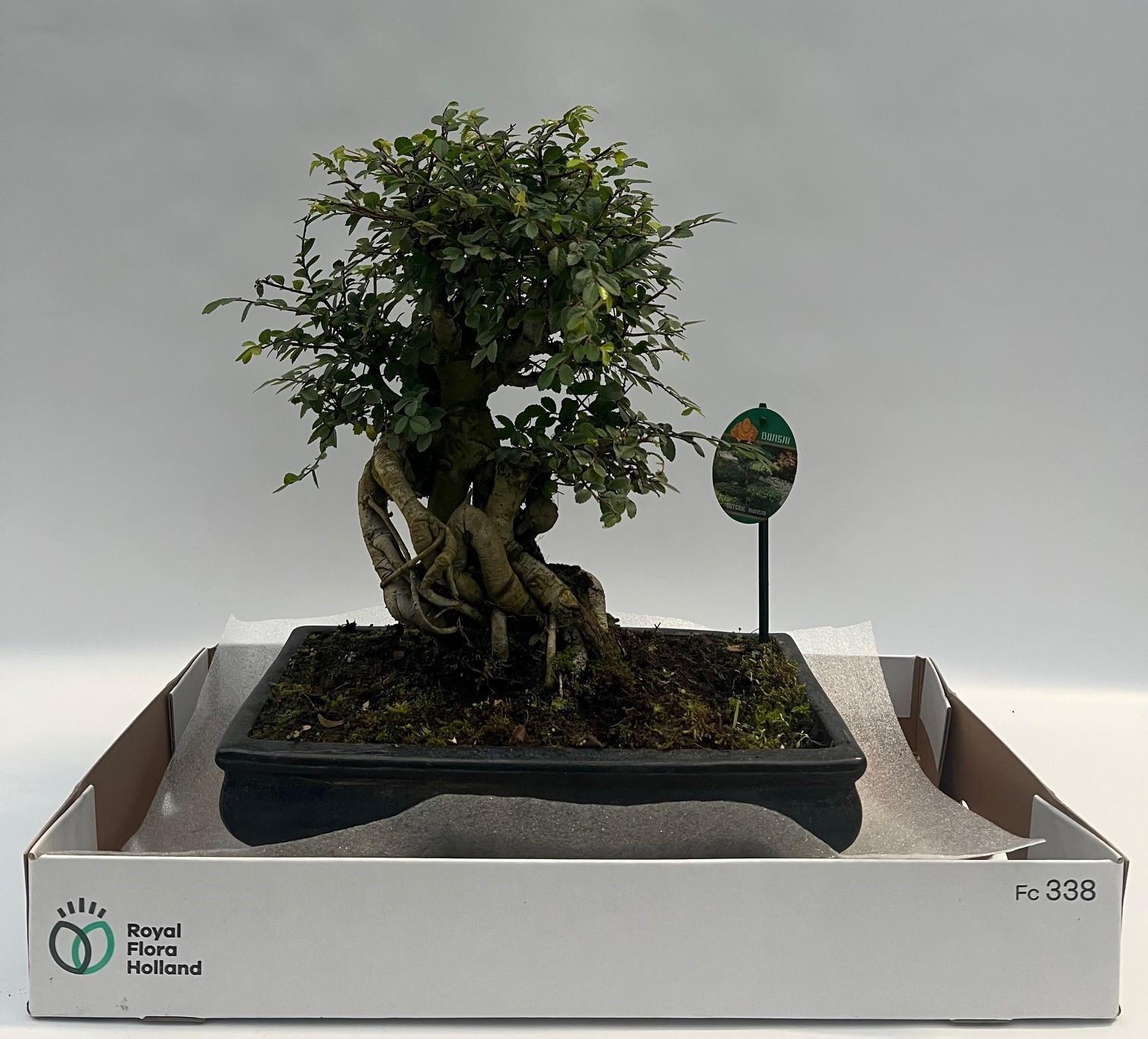 Горшечные цветы и растения оптом Zelkova от 1шт из Голландии с доставкой по России