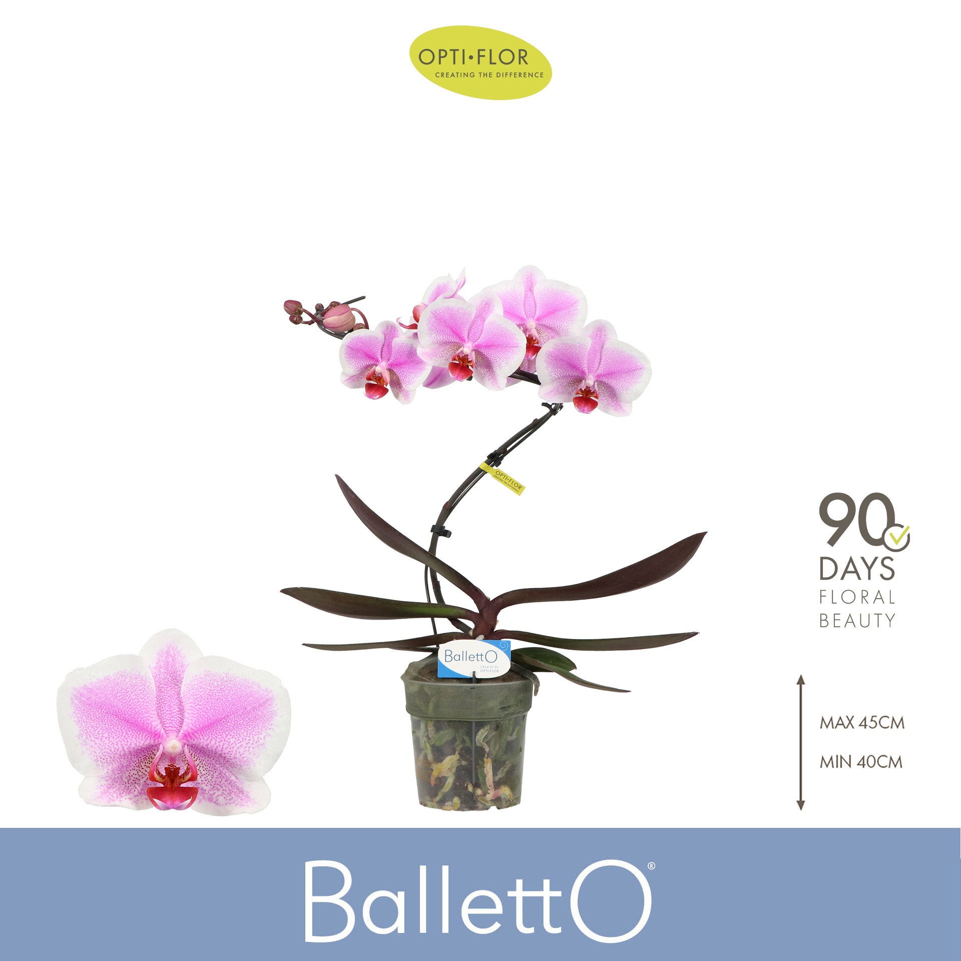 Горшечные цветы и растения оптом Phal 1st Balletto Spinturn (opti) от 3шт из Голландии с доставкой по России