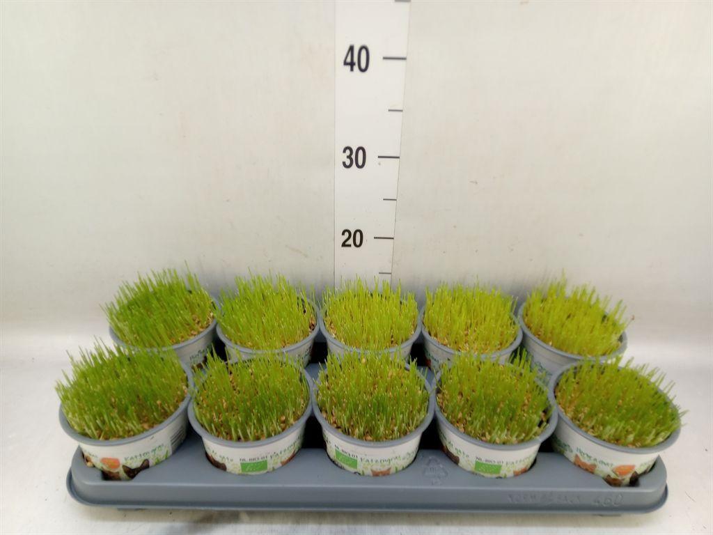 Горшечные цветы и растения оптом Hordeum Sp.   ...kattegras Zaai от 10шт из Голландии с доставкой по России